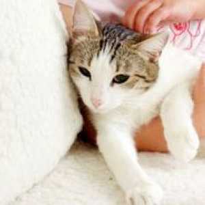 Simptomi okužbe, posledice in metode zdravljenja črvov pri mačkah