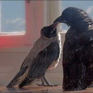 Koliko let lahko živi vrana in vrana