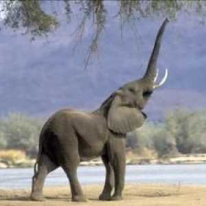 Koliko let živijo sloni in kaj vpliva na trajanje