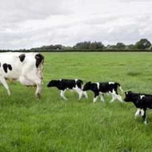 Koliko mleka daje krava na dan?
