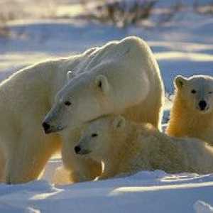 Koliko lahko rjavi, polarni medved in grizli tehtajo?