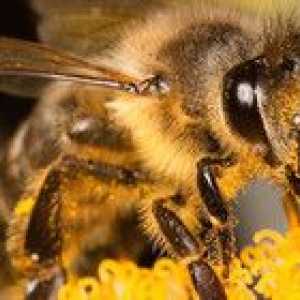 Kako dolgo živa čebela? Kaj vpliva na pričakovano življenjsko dobo?
