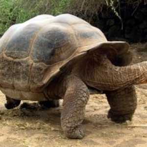 Slonova želva, njene značilnosti in zgodovina