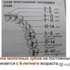 Sprememba zob pri otroku: nasveti in vrstni red zobne izgube