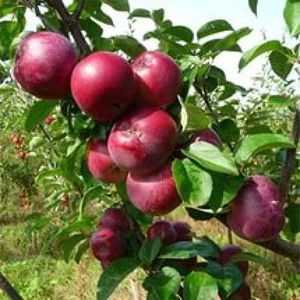 Vrsto jabolčnih spartanov, kako ga rastejo na svoji spletni strani