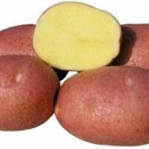 Sorta krompirja `Bellarosa` - opis in značilnosti