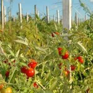 Tomato Siberian zgodnje zorenje: opis, skrb, opis