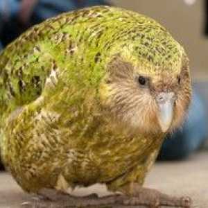 Owl papiga kakapo in opis ptic brez letenja