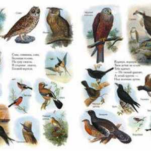 Seznam ptic Rusije iz enciklopedije