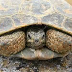 Srednjeazijska želva: vsebina in skrb