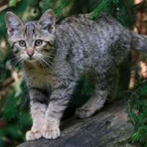 Steppe mačka - videz, vedenje, posebnosti