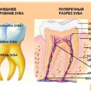 Struktura človeškega zoba: anatomija človeških zob