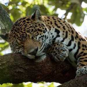 Skrivnostni živalski jaguar in kje prebiva