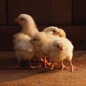 Temperaturni režim za pitovne piščance: piščanec in vsebina