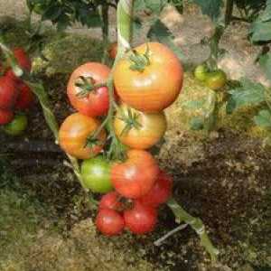 Paradižniki v paradižniku `blagovest`: opis, značilnosti, kmetijska tehnologija