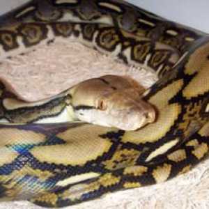 Dark Tiger Python: opis in nasvete o vsebini