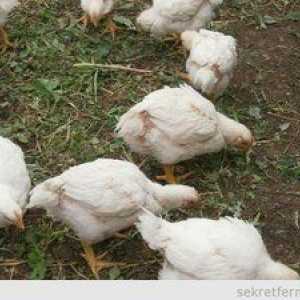 Trava za piščance: ko lahko daste