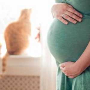 Trideseti teden nosečnosti - kaj izgleda trebuh, kaj se zgodi