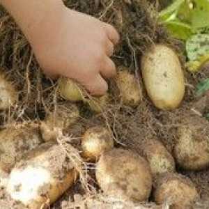 Tuleyjev krompir: vrste lastnosti in značilnosti
