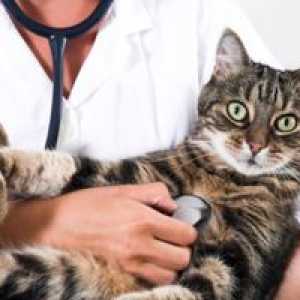 Cat`s prick: v vihru in intramuskularno