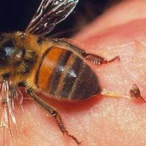 Bumblebee sting - kaj storiti, če ugriz in posledice tega