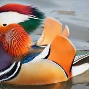 Duck mandarin: kjer živi in ​​kaj je zanimivo
