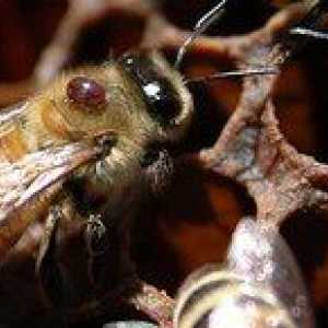 Varroatoza čebel: kako zdraviti