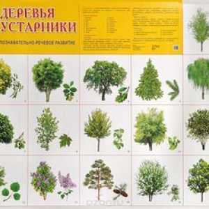 Vrste in imena dreves v Rusiji in Moskvi