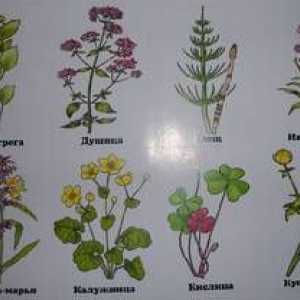 Vrste in značilnosti zelnatih rastlin