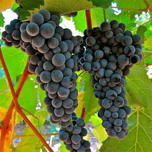Sorte vinske trte: osnovne značilnosti