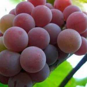 Kardinal grozdja: raznolik opis in značilnosti