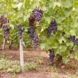 Cornflower grozdje - opis, sajenje in oskrba