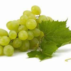 Muscat grozdje, znane sorte grozdja