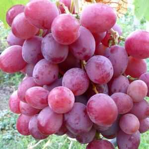 Sorte grozdja: oskrba in gojenje