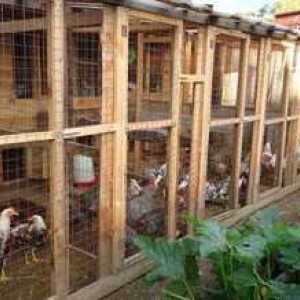 Aviarno za piščance in piščance: konstrukcija sprehoda z lastnimi rokami