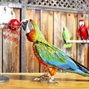 Vse, kar morate vedeti o pogovornih papagaji