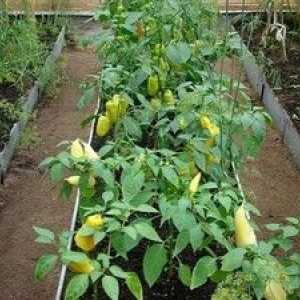 Sesanje paprike v rastlinjaku: kaj jesti