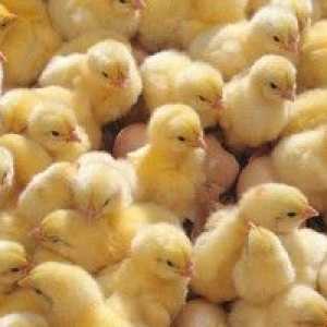 Izločitev, umik piščancev v inkubatorju doma