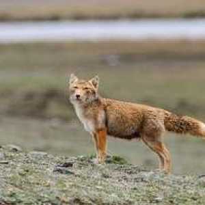 Skrivnostni in neverjetni plenilec - tibetanski lisica