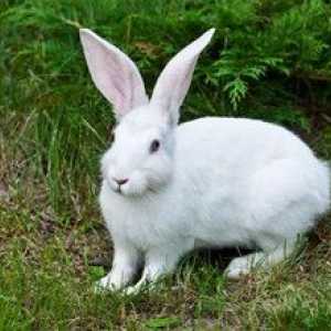 Zajec-zajček: opis, habitat, kaj hrani in kako se pomnožijo