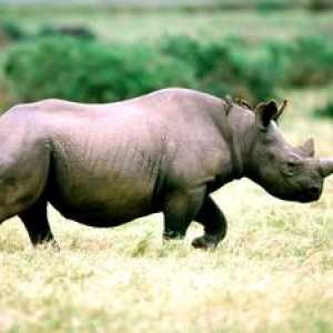 Zahodni črni nosorot in njen način življenja