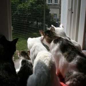Zaščitna mreža proti komarjem na oknih za varnost mačk