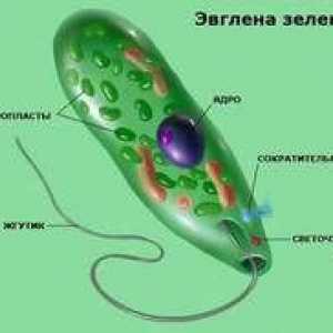 Zelena euglena: struktura, s katero se premikamo
