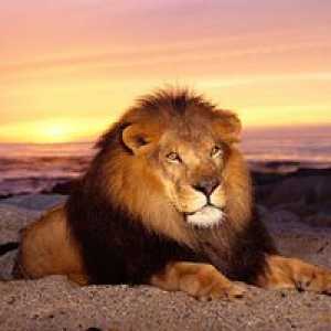 Živalski lev: kjer živi, ​​njena hrana in potomstvo
