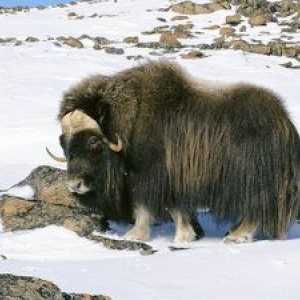 Živali, ki živijo v hladni puščavi Arktike